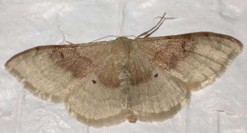 Réf. 330 920 : Idaea degeneraria
